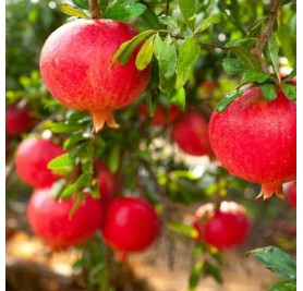 Pomegranate Plant